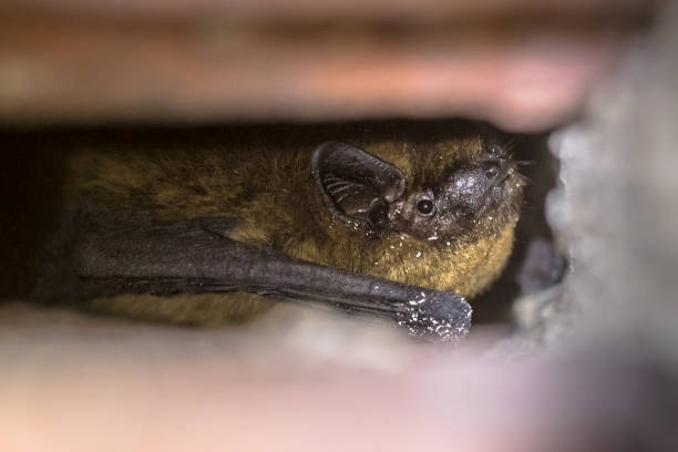 Hibernating bat in wall cavity Hibernating pipistrelle bat (Pipistrellus pipistrellus) in wall cavity of house building mouse eared bat photos stock pictures, royalty-free photos & images