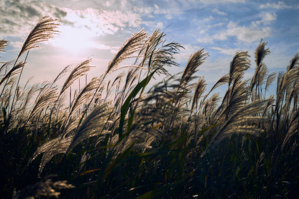 istock Japanese pampas grass field in Ishikari Plain 1058127974