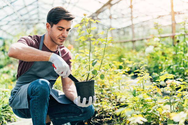 istock Gardener potting roses in a greenhouse 1058130054