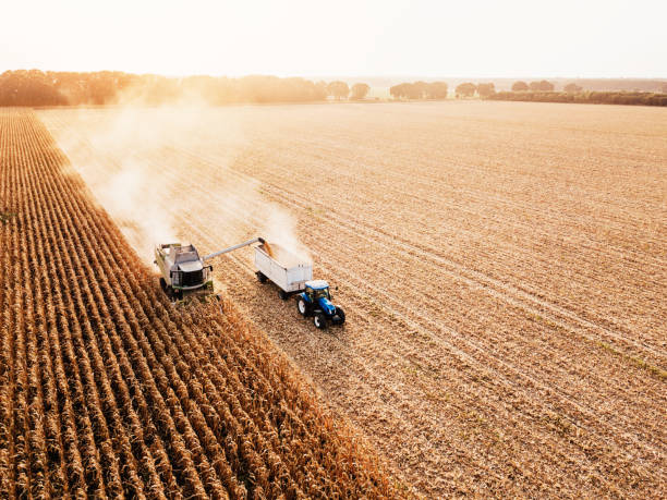 istock Panoramic view of ripe fields at harvest 1058130072