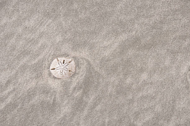 Shell series: Sand Dollar