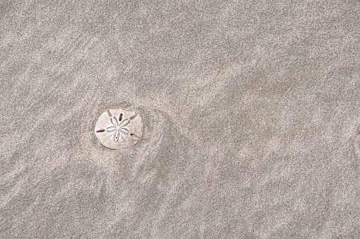 Sand Dollar in the Sand
