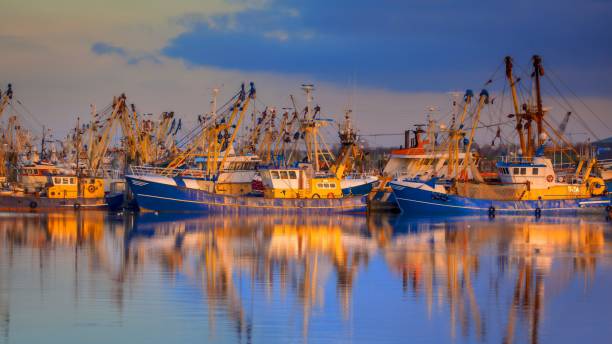 fischerei im hafen von lauwersoog - cockle nature outdoors horizontal stock-fotos und bilder