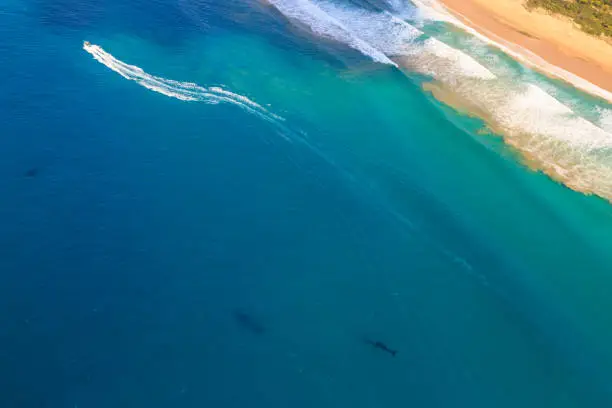Photo of Whale Watching aerial