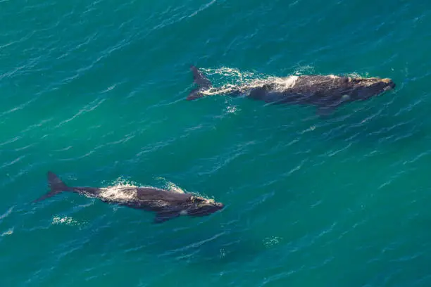 Photo of Whales: Mother and Calf