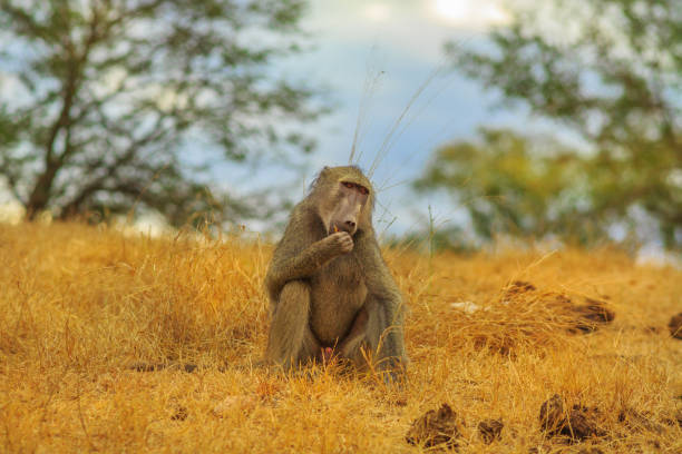 pavian essen kruger - kruger national park monkey baboon africa stock-fotos und bilder