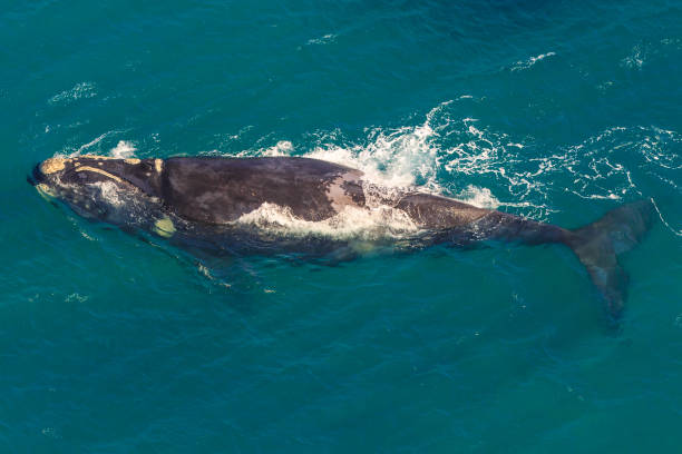Whale South Africa Adult Whale off the water in St Lucia, South Africa, one of the top Safari Tour destinations. Aerial view. Whale watching during migration between June and November in winter season. isimangaliso wetland park stock pictures, royalty-free photos & images