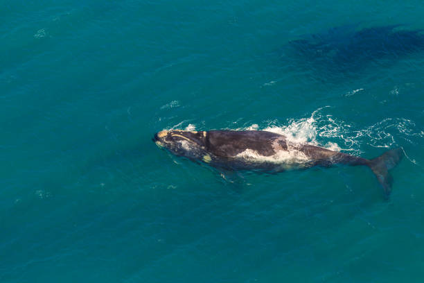 Whale aerial view Side view of Whale in St Lucia, South Africa, one of the top Safari Tour destinations. Whale watching during migration between June and November in winter season. Aerial view from scenic flight. isimangaliso wetland park stock pictures, royalty-free photos & images