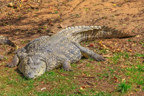 Photo of African Crocodile resting