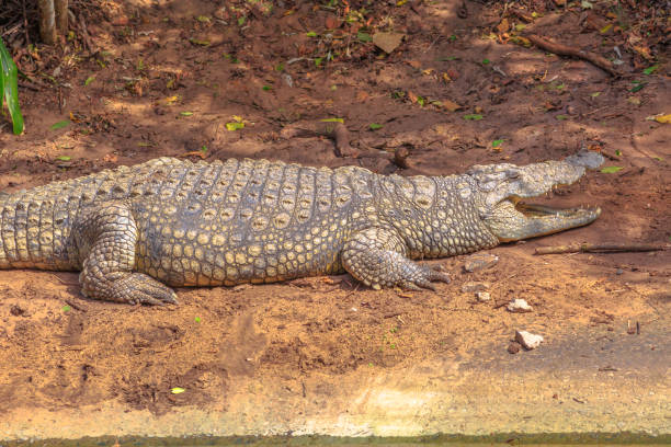 istock Nile Crocodile angry 1058132758