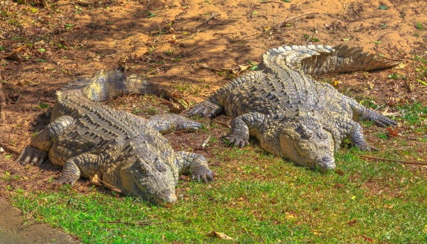 African Crocodiles resting Two African Crocodiles, Crocodylus Niloticus, resting at iSimangaliso Wetland Park, St Lucia Estuary, South Africa, one of the top Safari Tour destinations. Nile Crocodile in Ezemvelo KZN Wildlife. isimangaliso wetland park stock pictures, royalty-free photos & images