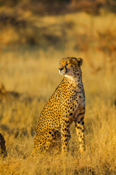 istock Cheetah standing in Africa 1058132788
