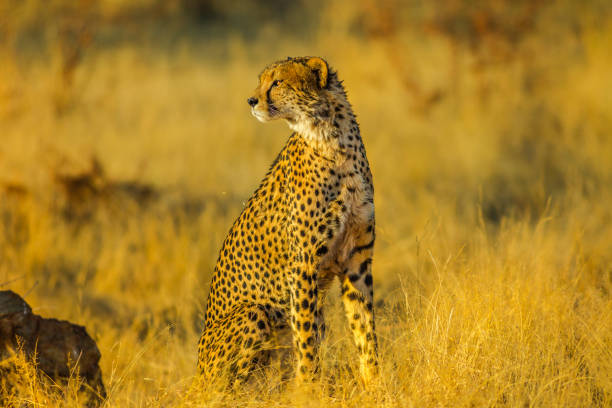 istock Cheetah South Africa 1058132806