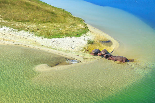 Hippopotamus on a river Aerial view of South African hippopotamus family. Cape hippopotamus resting on a shore of St Lucia Estuary within iSimangaliso Wetland Park, South Africa. isimangaliso wetland park stock pictures, royalty-free photos & images
