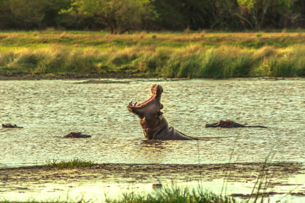 African Hippopotamus angry