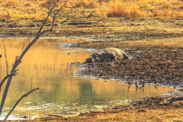 hippopotamus resting on a river - hippopotamus amphibian sleeping hippo sleeping imagens e fotografias de stock