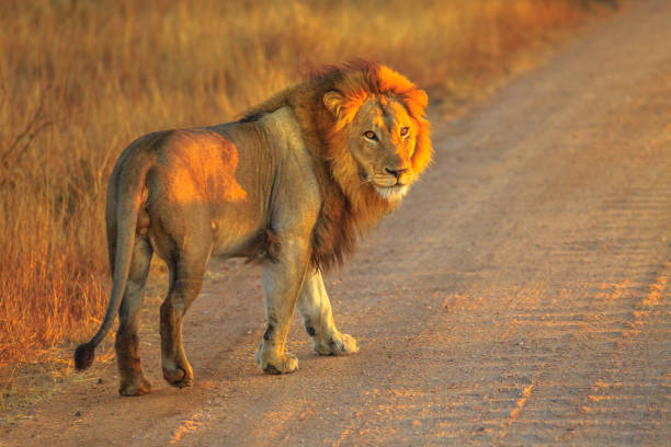 Male Lion Africa Adult male Lion standing on gravel road inside Kruger National Park, South Africa. Panthera Leo in nature habitat. The lion is part of the popular Big Five. Sunrise light. Side view. kruger national park photos stock pictures, royalty-free photos & images