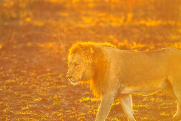 leone maschio che cammina - kruger national park sunrise south africa africa foto e immagini stock