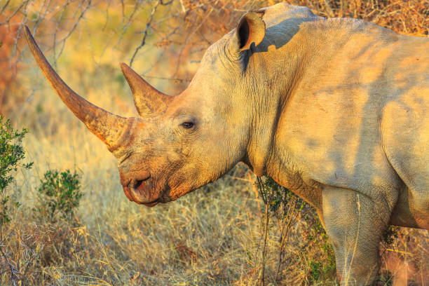 safari de white rhino - raid 5 photos et images de collection