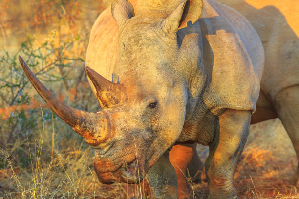 istock White Rhino Africa 1058132950