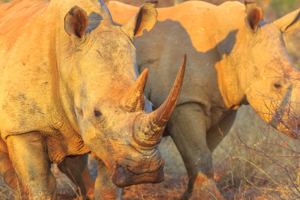 istock White Rhino safari 1058132952