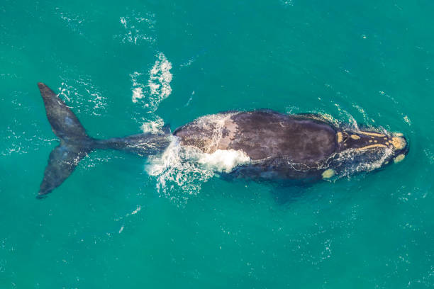 istock Whale South Africa 1058133010