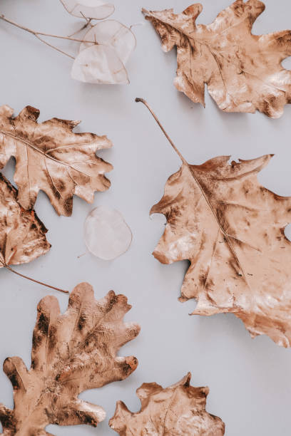 istock Fall rose gold leaves flatlay on white 1058133038