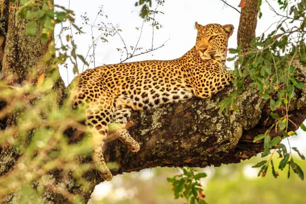 Photo of Leopard on tree