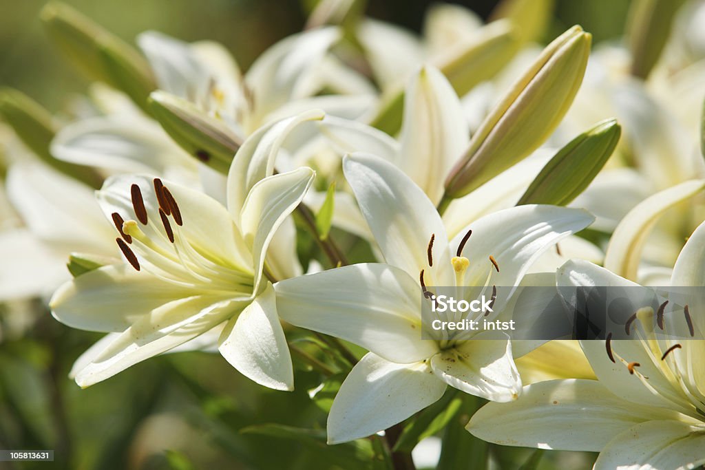 Blanco lilies en un jardín - Foto de stock de Lirio libre de derechos