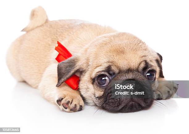 Puppy Of Pug Stock Photo - Download Image Now - Animal, Beige, Canine - Animal