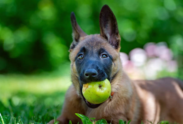 cucciolo con una mela in bocca - belgian sheepdog foto e immagini stock
