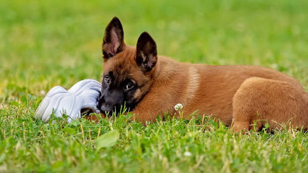 Puppy playing with a shoe stock photo