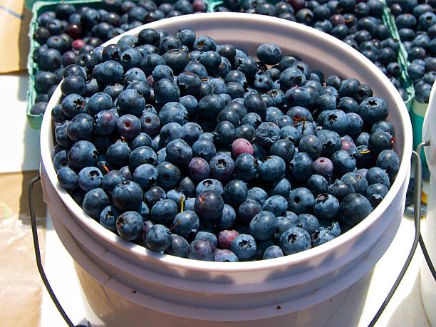 blue berries stock photo