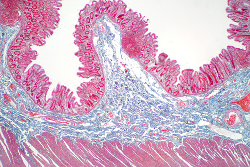Tejido del intestino grande humano vista de microscopio. Histológicos para la fisiología humana. photo