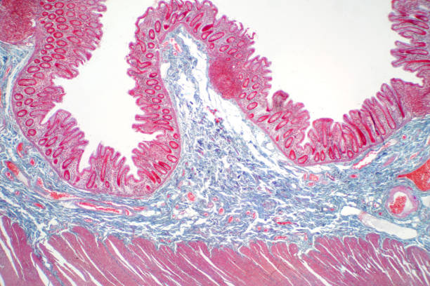istock Human large intestine tissue under microscope view. Histological for human physiology. 1058150314