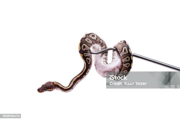 Ball Python On Snake Hook Isolated White Background Stock Photo ...