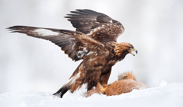 Golden Eagle - Photo