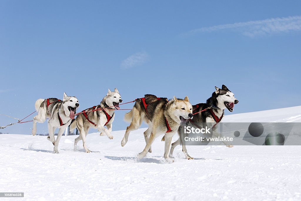 snow dogs  Dogsledding Stock Photo