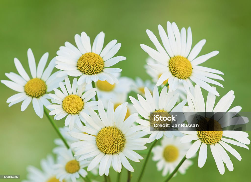 Chamomiles  Beauty In Nature Stock Photo