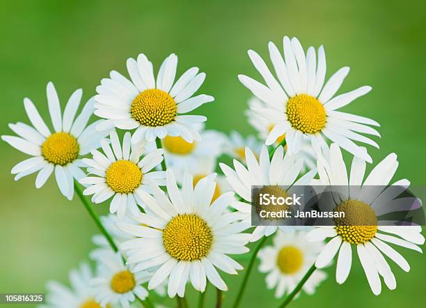 Chamomiles Stock Photo - Download Image Now - Beauty In Nature, Blossom, Chamomile