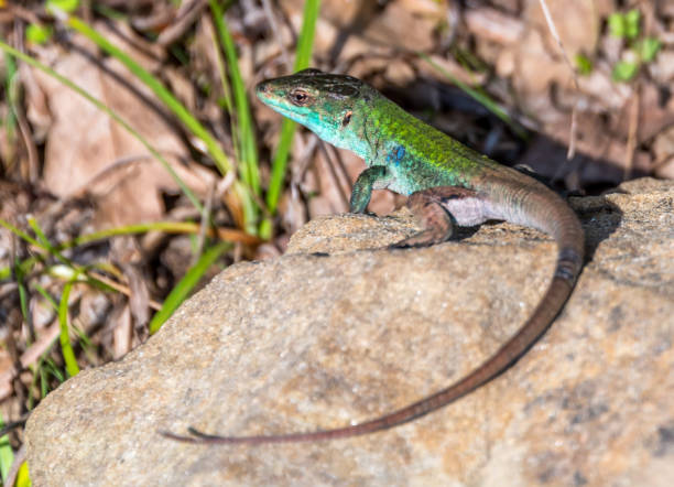 istock Green Lizard on a Rock in Sunny Italy 1058167282