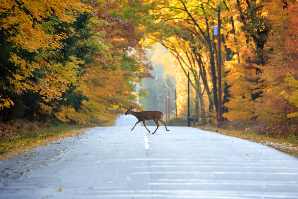 Female deer in autumn on a road White-tailed deer crossing a road in Wausau, Wisconsin doe photos stock pictures, royalty-free photos & images