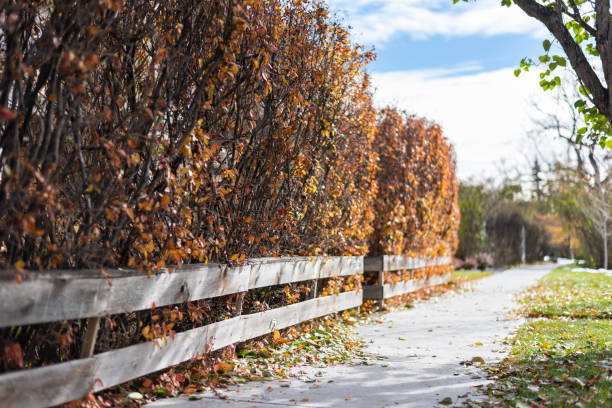 木製のフェンスと秋にヘッジ - picket line 写真 ストックフォトと画像