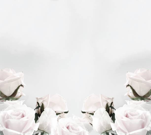 cornice rose bianche con sfondo bianco spazio di copia - white wedding foto e immagini stock