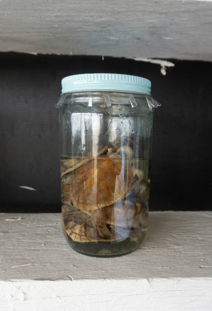 istock Turtle in a Jar - Preserved Wet Specimen Taxidermy 1058179924