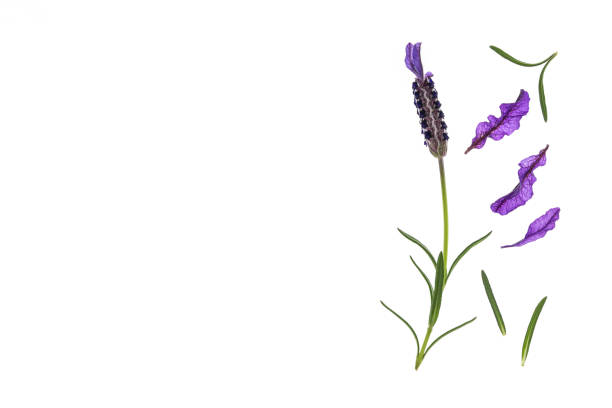 istock garden lavender flower and petals on white background with copy space on left 1058181896