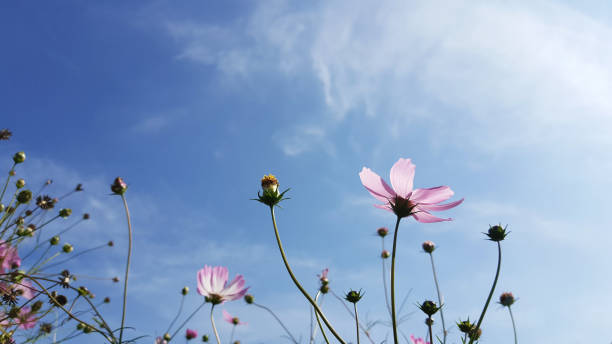 istock cosmos flower in the blue autumn sky 1058183800
