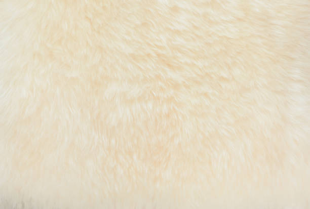 istock background and textured of real white cream wool sheep 1058187928