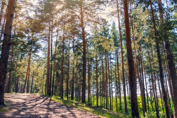 istock Sunny pathway in the forest on a summer day with pine trees shadows 1058188240