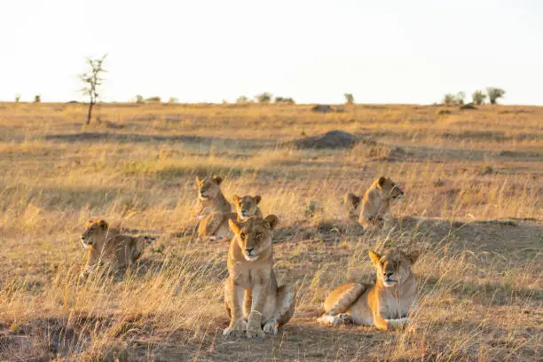 Group of lioness in morning light on the savannah.Olare Motorogi Conservancy close to Masaj Mara, Kenya.